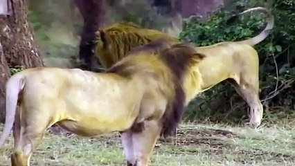 Big Cat Diary - Se1 - Ep02 HD Watch