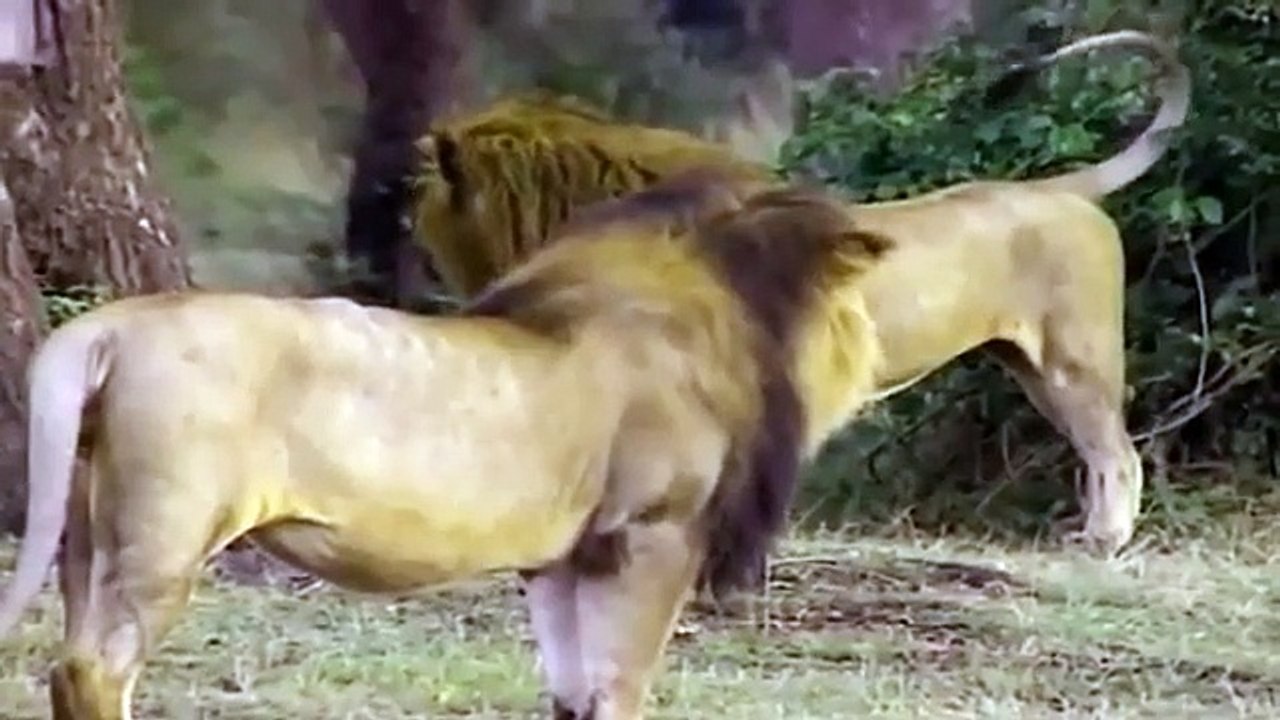 Big Cat Diary - Se1 - Ep02 HD Watch
