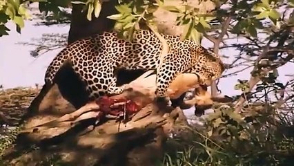 Big Cat Diary - Se1 - Ep08 HD Watch