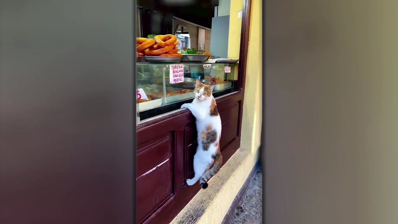 Funniest Cats and Dogs  Videos | Funny Animals 