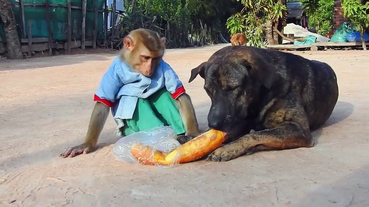 Are You Hungry, SokYaa Feeding Pao , What SokYaa React Before Feeding