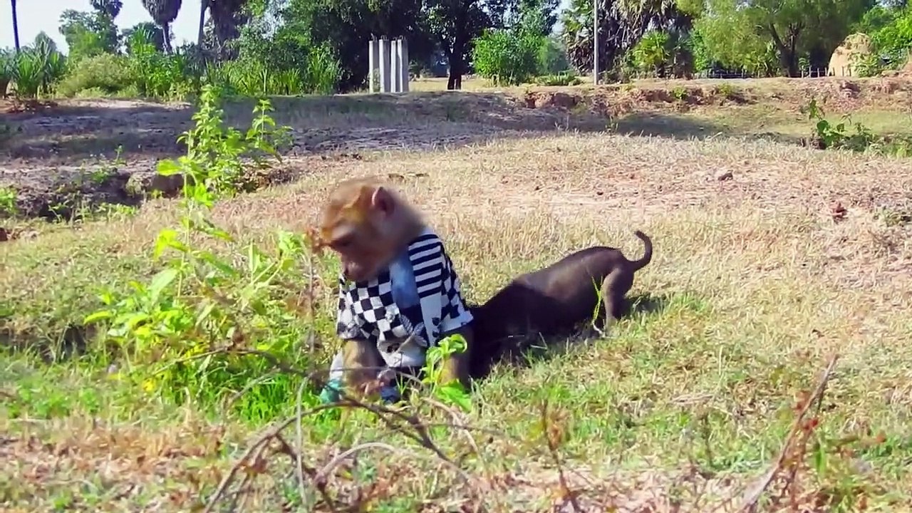SAVE LIFE ! SokYaa Help New Animal Emergency, What Happen
