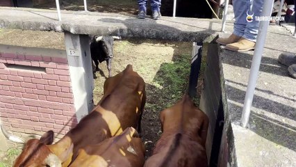 Discover Cura Salento 2022: The Ultimate Coquito Experience in Cali