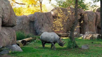 Tierärztin Dr. Mertens Staffel 6 Folge 10