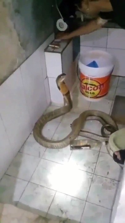 Hombre bañando una cobra