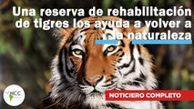 Una reserva de rehabilitación de tigres los ayuda a volver a la naturaleza | 512 | 02 al 08 de enero de 2023