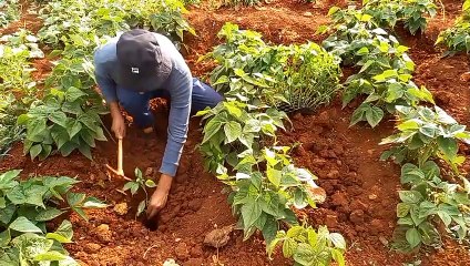 لهذا السبب يجب زراعة الفلفل  بين شتلالت الفاصولياء(اسرار الزراعة)