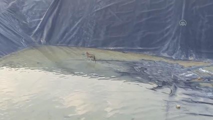 Sulama havuzunda mahsur kalan çakal kurtarıldı