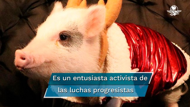 Nombran a Lupito el cerdito” nuevo embajador de derechos humanos y medio ambiente de Puebla