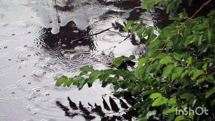 Stunning 4K Nature Video 🌿