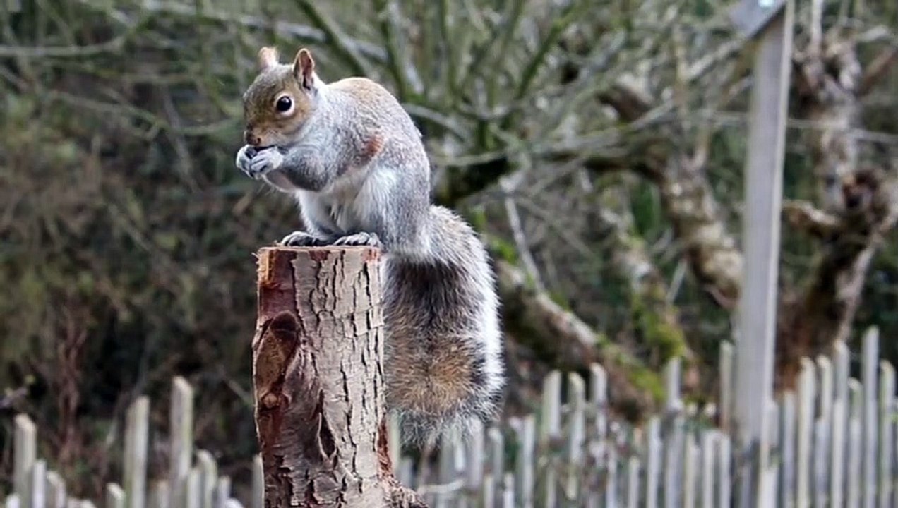 Tupai Abu abu Bermain