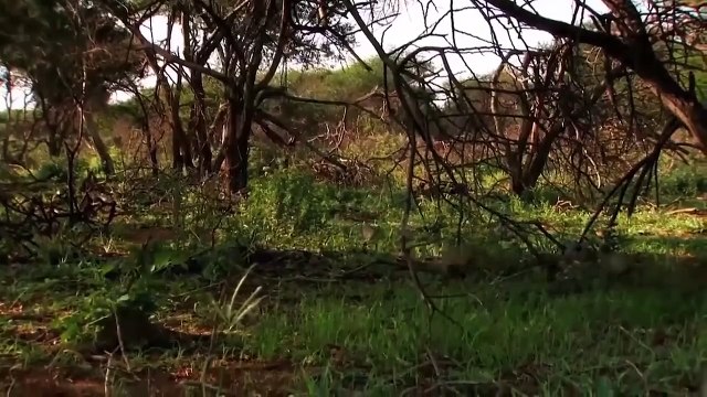 Unbelievable. Mongoose And Eagle Quickly Defeat Snake Snake Helpless Against Eagle And Mongoose