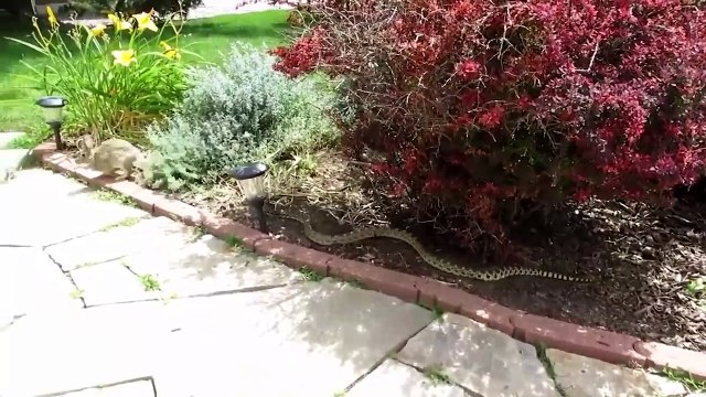 Snake vs Mongoose - Eagle vs Snake - Eagle Attack Snakes - Amazing Animals