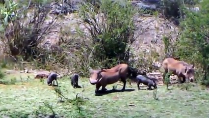 Crazy Battle Between Crocodile And Lion To Catch Prey - Wild Boars Become A Great Dinner