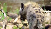 AMAZING! Hyena & Warthog Real Fights Leopard Hyena Warthog