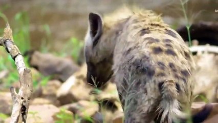 AMAZING! Hyena & Warthog Real Fights Leopard Hyena Warthog