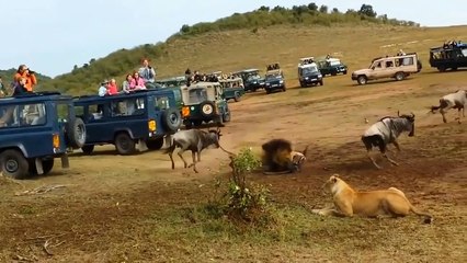Lion VS Zebra, Kudu, Wildebeest - Kudu Has Become The Food OfLions In An Incredible Way