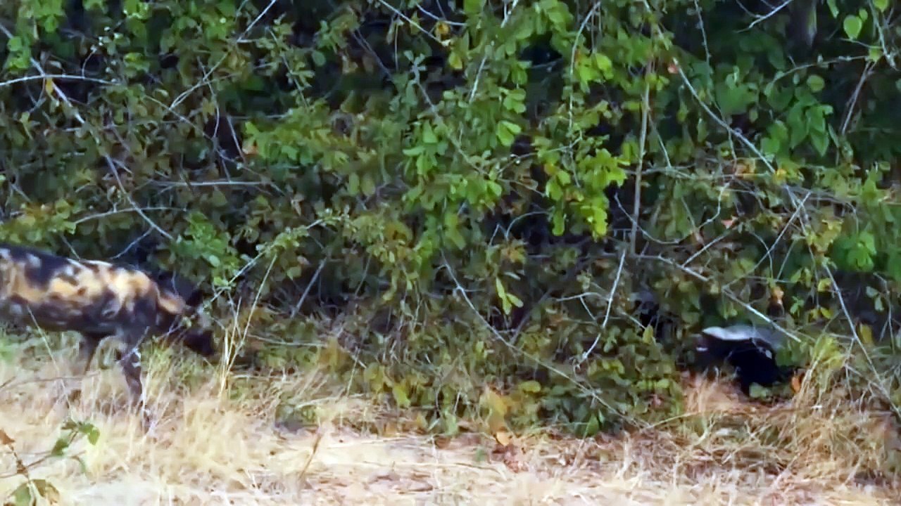 Fight For Survival   Honey Badger vs Wild Dog   Honey Badger Attack King Lion And Wild Dog