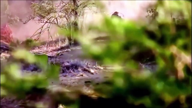 Help Mother buffalo Giving Birth In The Wild Best Moment Animals Fight wild dog vs buffalo