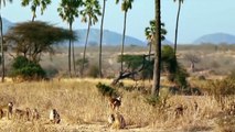 Life Is Not Easy For World's Fastest Animals - Baboon Herd Defend Impala From Cheetah, Tiger Hunting