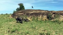 Super Strength Between Male Lion Vs Buffalo   Buffalo Fight Lion, Antelope vs Cheetah, Baboon