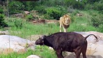 Lions Failed To Control Buffalo - Fearless Elephant Rescue Buffalo From 100 Lions Hunting, ALONE!!!