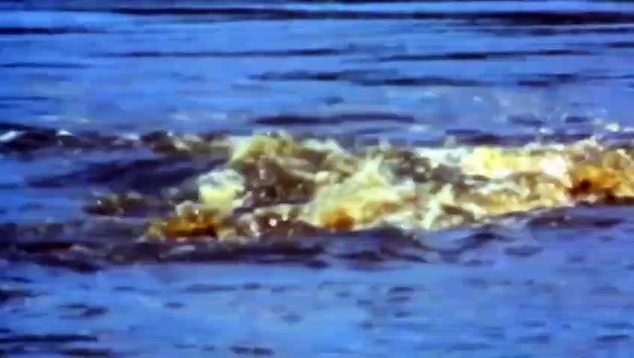 Chew The Crocodile's Head, Terrible Power Wide   Mouthed Hippo - Hippo Save Impala From Wild Dogs