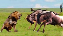 Unbelievable. Lion Has To Regret Attacking Wildebeest   Wildebeest Defeated The Lion And Escaped