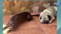 c7-Disfrute de muchos, pesadilla de algunos: Pólvora causa ataques de pánico en mascotas-291222