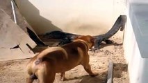 Three Dogs Vs Lizard In A Big Battle