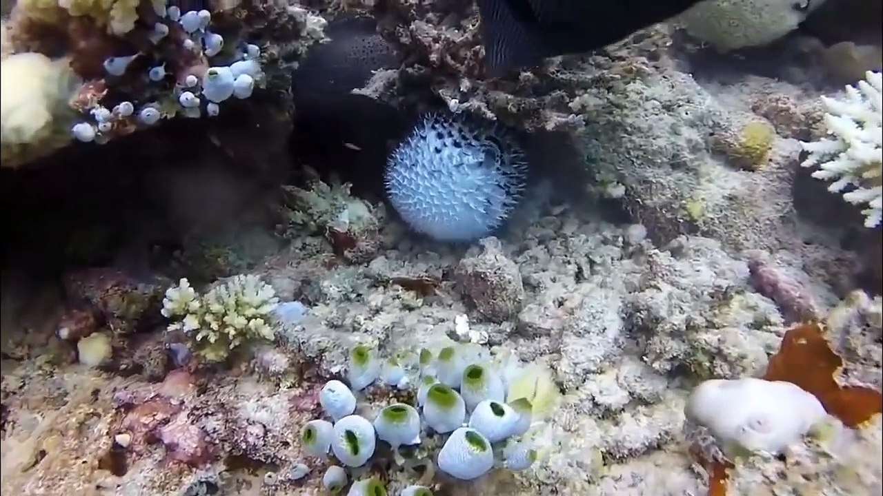 Moray Eel vs Puffer Fish In Big Battle- Who Win