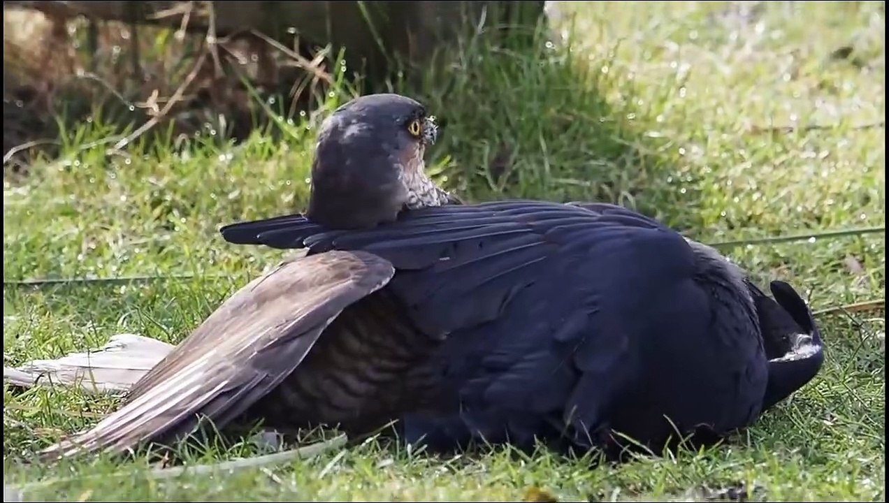 Jackdaw vs Sparrow Hawk In A Big Battle