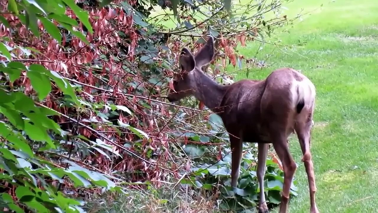 This Is How Eagle Hunting Deer