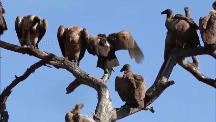 Hungry Lion Hunting Poor Lost Wildebeest And Turn Them Into Great Lunch - Hyenas vs Buffaloes