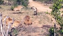 Catastrophic Battle Between Hyenas, Lions & Wild Dogs - Absolute Power Of Leopard Makes Prey Tremble