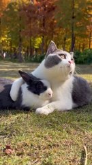 Cute cat and Rabbit - Beautiful friendship