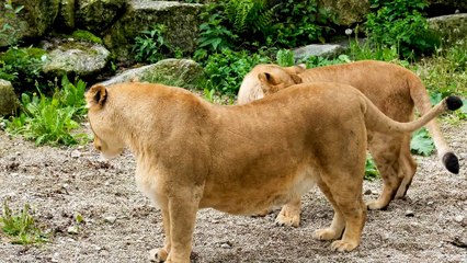 Lioness - Lion Sher animal beautiful Nice