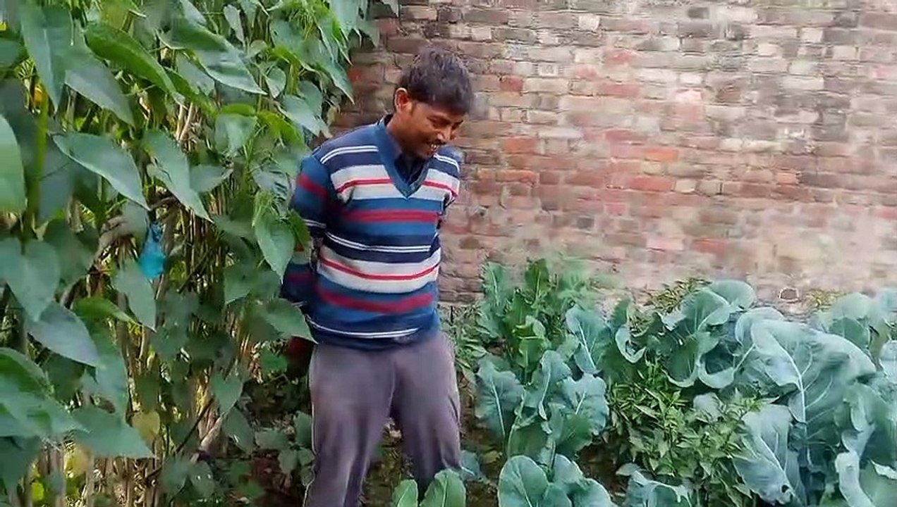 गोभी की खेती , गोभी की खेती कैसे करें, गोभी की खेती कैसे किया जाता है,