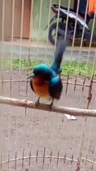 Kolibri Wulung gacor