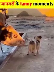 Animal funny video compilation try not to Lough