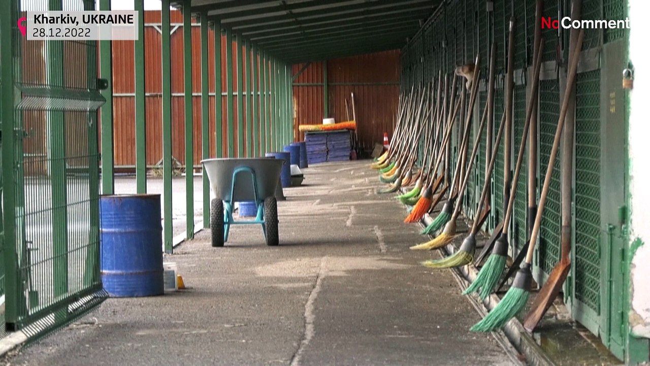 Hundert Teppiche für Charkiws Tierheim-Hunde