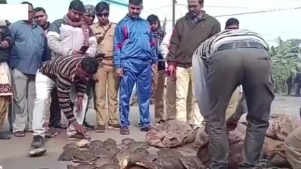 হুগলি: অভিনব কায়দায় ধানের সঙ্গে এক হাজার কচ্ছপ পাচার,নাকা চেকিংয়ে উদ্ধার