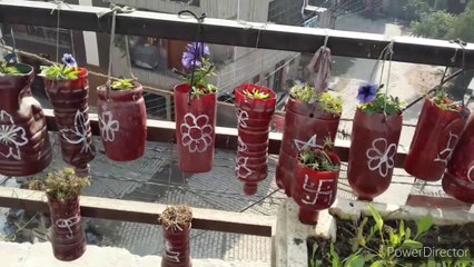 गुलदाउदी के फूल सूख जाने के बाद दोबारा फूल पाने के लिए क्या करें  गुलदाउदी के फूल सूखने के बाद फिर से फूल कैसे पाऐ#NDLovelYGarden