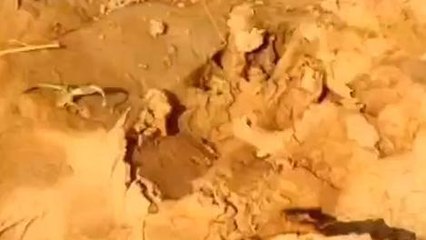 ములుగు: జిల్లాలో చిరుతపులి కలకలం