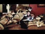 Huskies Being Dramatic  Weird For 10 Minutes  Cutest and Funniest Husky Puppy Moments | HaHa Animals