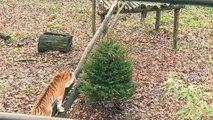 Noël: des sapins invendus dans les enclos du zoo de Thoiry