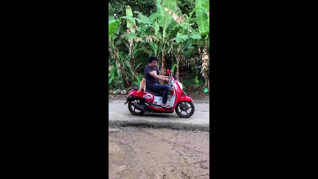 VERY FUNNY CAT VIDEOS TO MAKE LAUGHING BEST FUNNY CAT VIDEOS