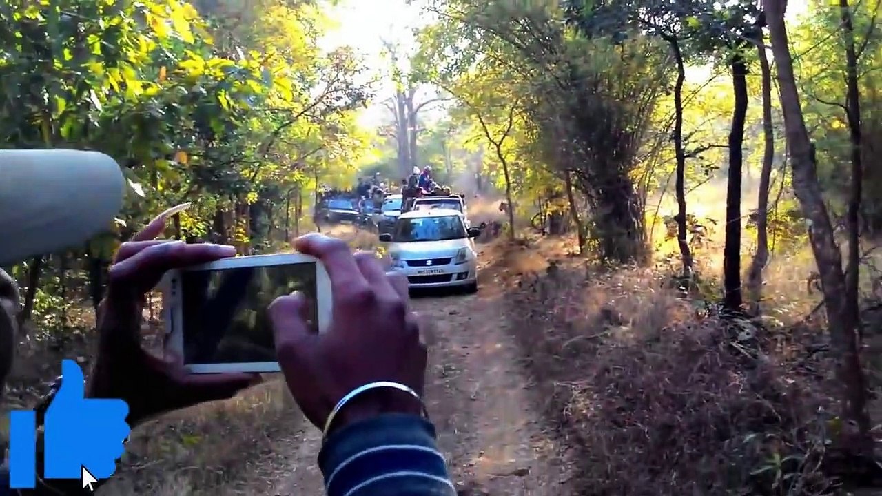 6 Tiger Encounters That Will Make You Panic