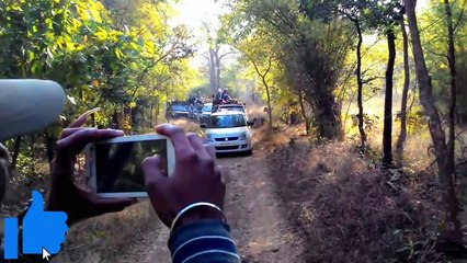 6 Tiger Encounters That Will Make You Panic