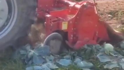 पत्ता गोभी पर पड़ी मंदी की मार, किसान ने खड़ी फसल पर ट्रैक्टर चलवाने को मजबूर